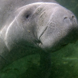 Manatee_2011_043