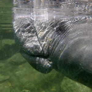 Manatee_2011_045