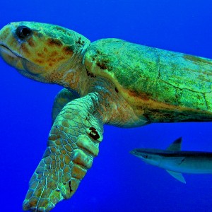 Turtle and remora in Belize