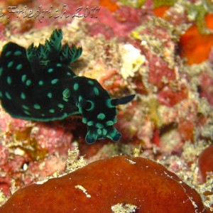 Nembrotha christata