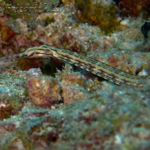 Pipefish