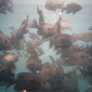 Alabama Blue Water Adventures 2009