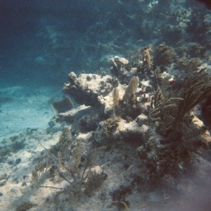 Key West Chartered Dive 2009