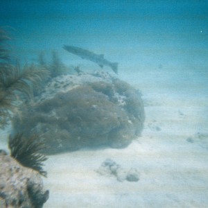 Key West Lobster Dive 2010