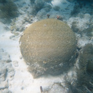 Key West Lobster Dive 2010