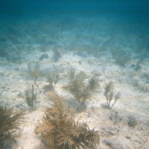 Key West Lobster Dive 2010