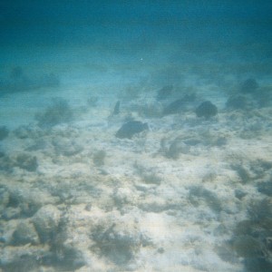 Key West Lobster Dive 2010