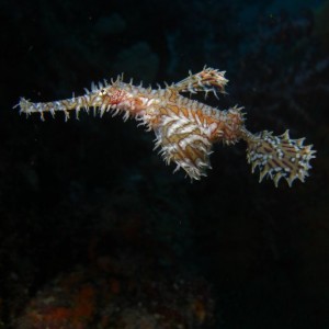 Ghost pipe fish