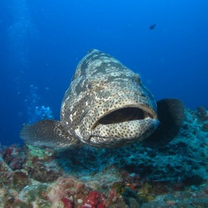 Malabar grouper