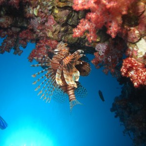 lion fish