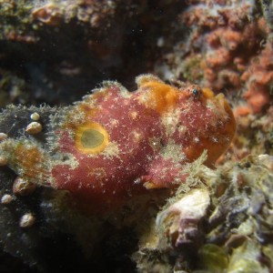 spotfin frog fish