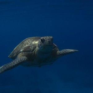 Drowning tortoise