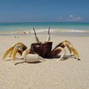 sunbathing Crab