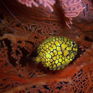 Pineapple fish