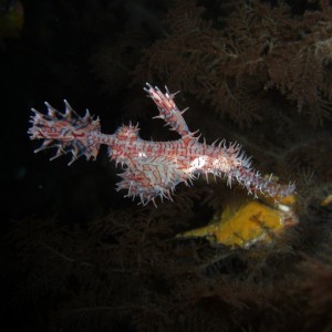 Ornate ghost pipe fish