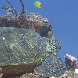 Turtle on deck of YO 257, Oahu