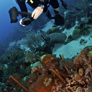 Curacao2011_1