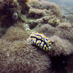 Nudibranch