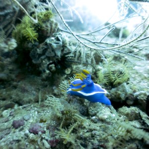 Nudibranch