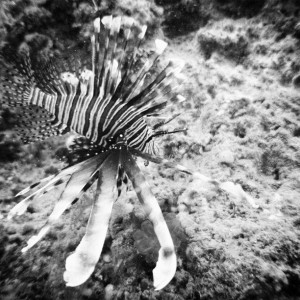 Lionfish