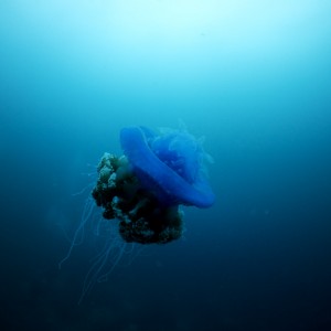 Jellyfish