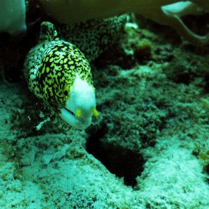 Honeycomb Moray Eel