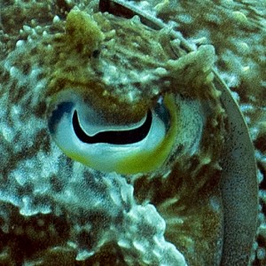 Cuttlefish Eye