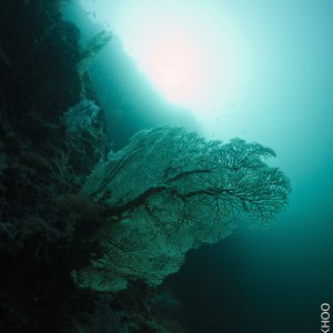 Sea fan