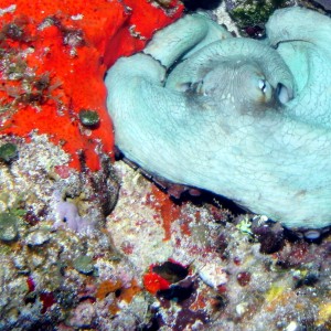 Octopus on San Juan Shallow in Cozumel