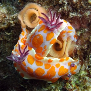 Nudibranchs laying eggs