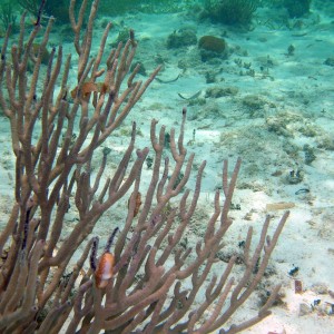 Flamingo Tongue