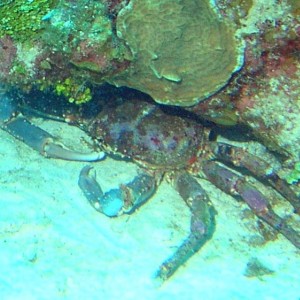 Large reef crab