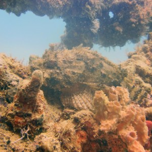 Spotted Scorpionfish