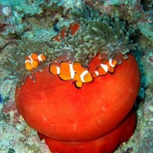 3_nemo