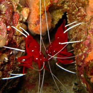 cleaner_shrimp3