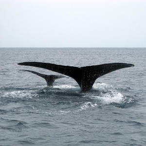 humback_whale_2