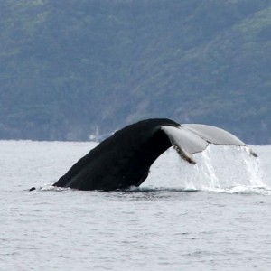 humpback_3