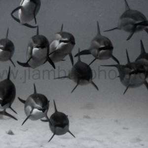 Dolphin gang