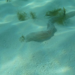 Tubular creature seen at Dry Tortugas