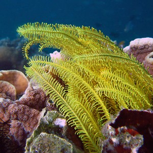 Cod Hole Great Barrier Reef