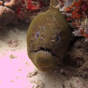 Cod Hole Great Barrier Reef