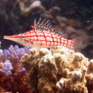 Cod Hole Great Barrier Reef