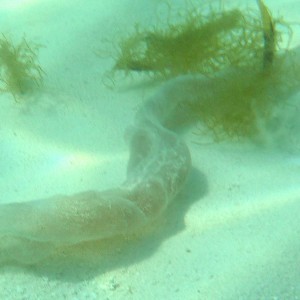 Closeup view of Snakish Thing at Dry Tortugas