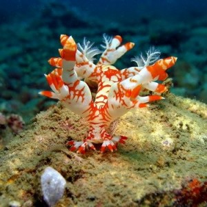 Bornella Nudibranch