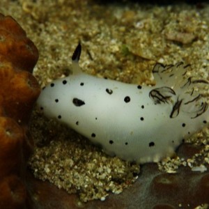 Bornella Nudibranch