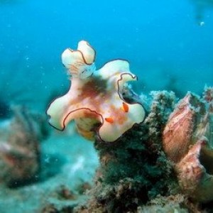 Ceretosa Nudibranch