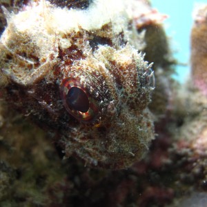 Scorpion Fish