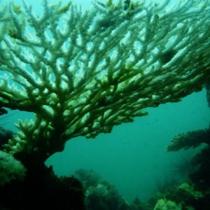 coral_scene