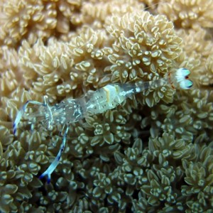 Glass Shrimp