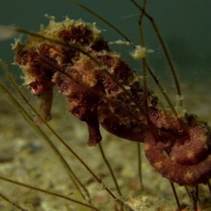 Seahorses